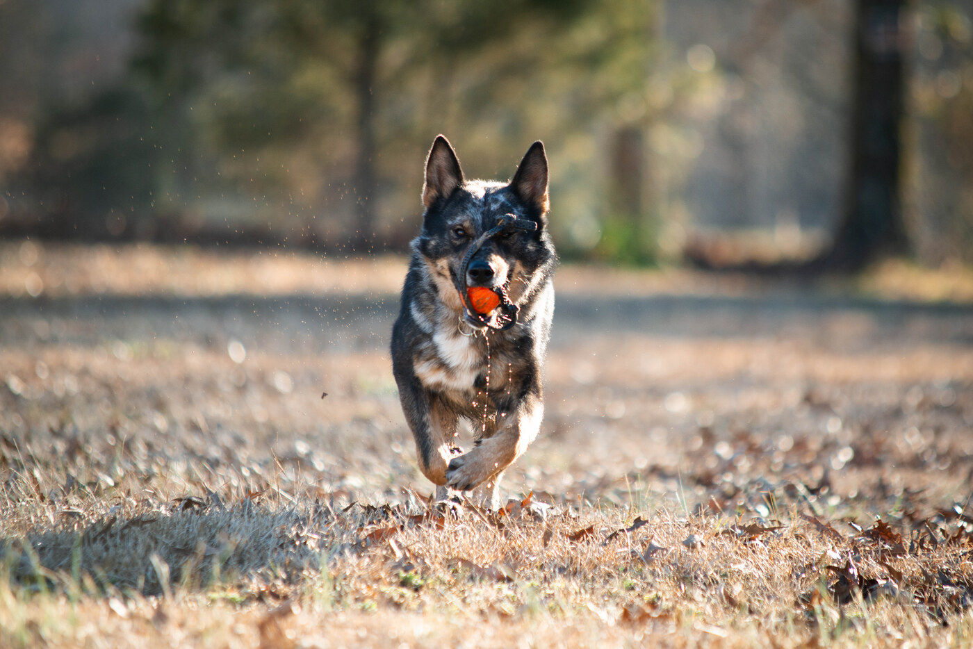 AMPED's Bark at The Moon (Ozzy)